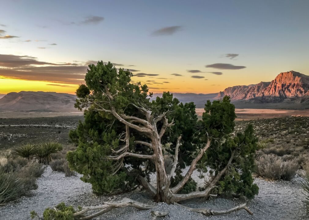#28. Nevada